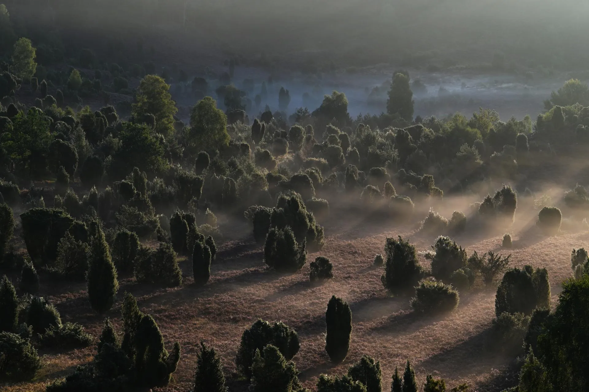 Sunbeams cutting through morning mist over heather bushes in the Lüneburg Heath, shot with the Nikon Z5, 70-200mm f/2.8 S and TC-1.4x teleconverter