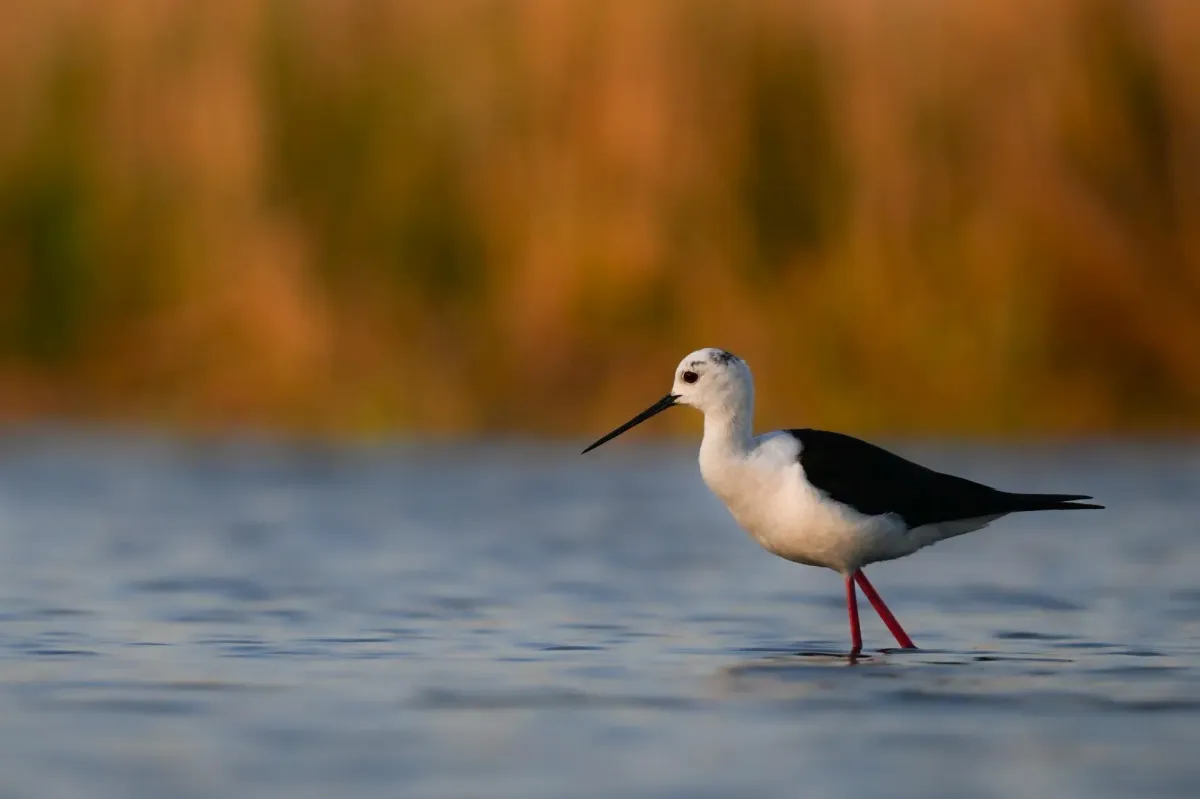 Bird photographed with the Nikon Z8 and NIKKOR Z 180-600mm at 440mm