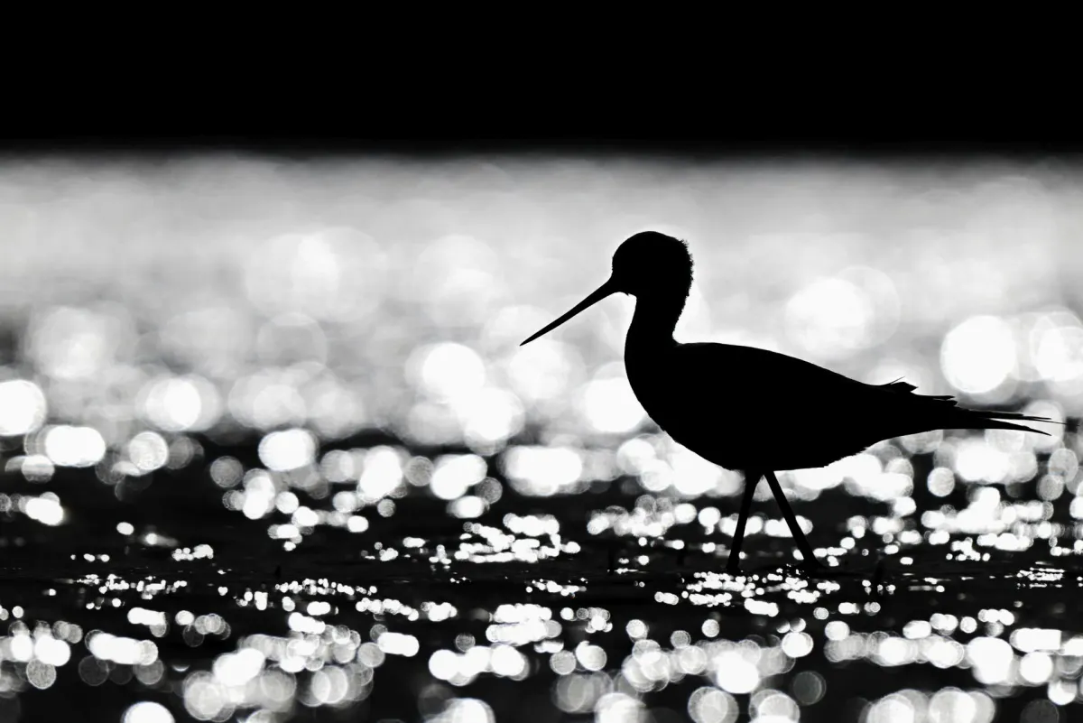 Bird photographed with the NIKKOR Z 180-600mm near the long end at 510mm, base ISO