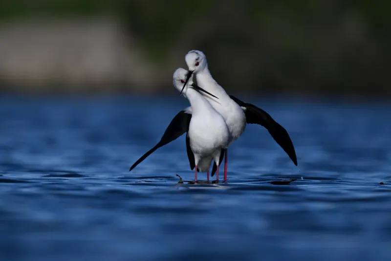 Nikon Z Birding Guide: Z8, Z50II and the 180-600mm – The Dream Setup