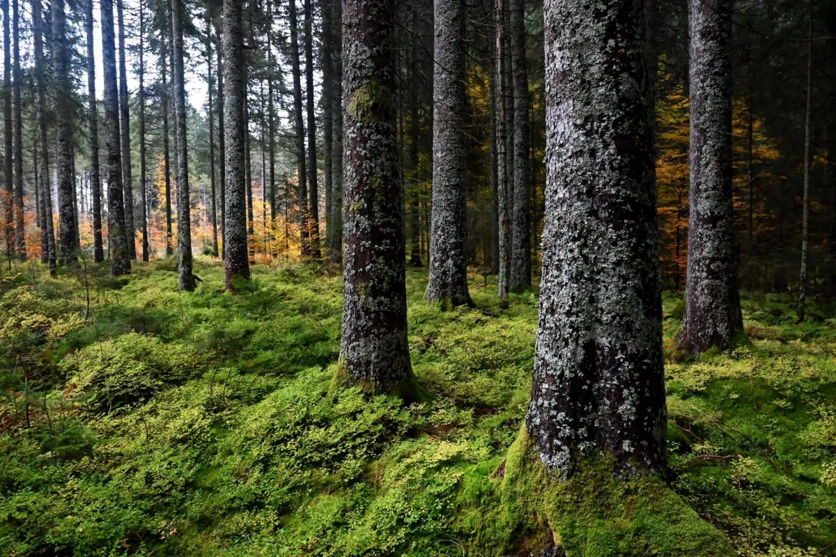 Dense Black Forest tree trunks covered in lichen and moss, shot with the Nikon Z5 and 24-70mm f/2.8 S