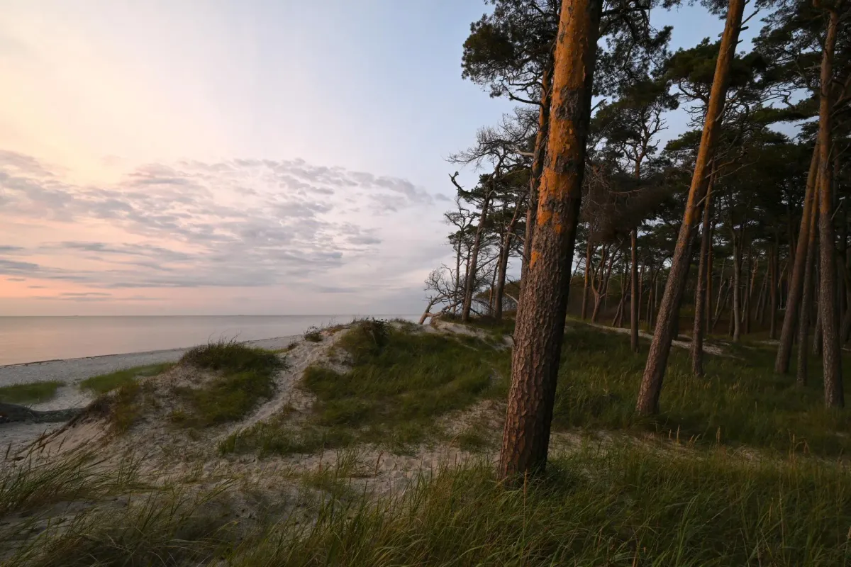Wind-bent pine trees on a sand dune at the Baltic coast near Darss, Germany, at dusk, shot with the Nikon Z5 and 14-30mm f/4 S